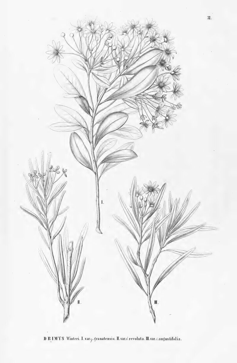Botanical plate of Drimys winteri from Flora Brasiliensis, 1864