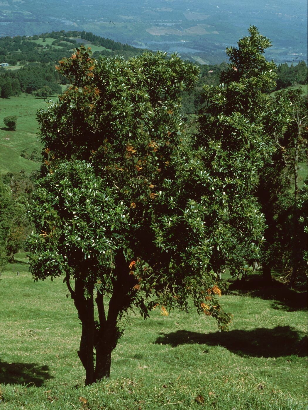 Whole tree habit of Drimys granadensis in montane grassland