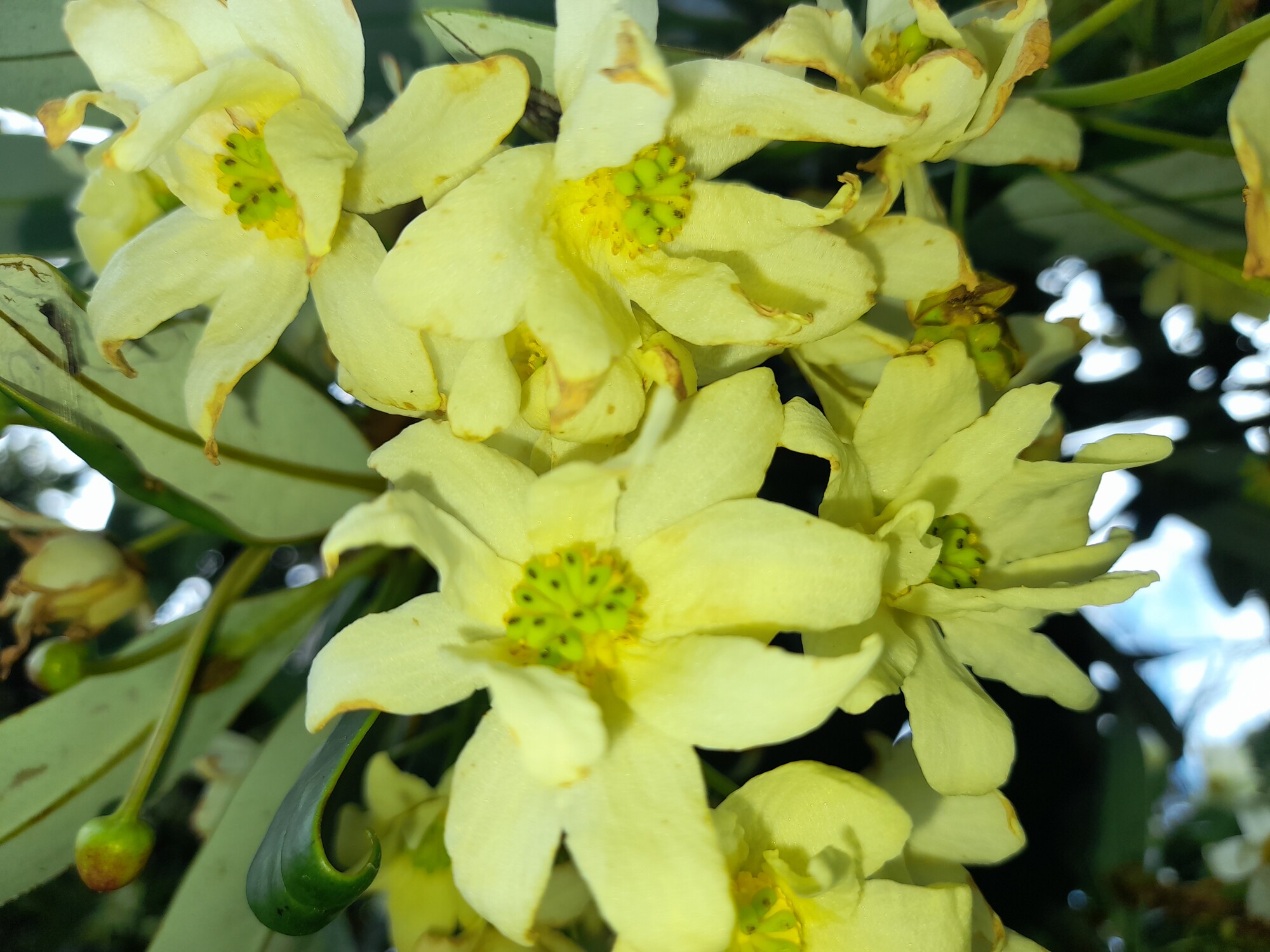 Cluster of yellowish-white Drimys granadensis flowers
