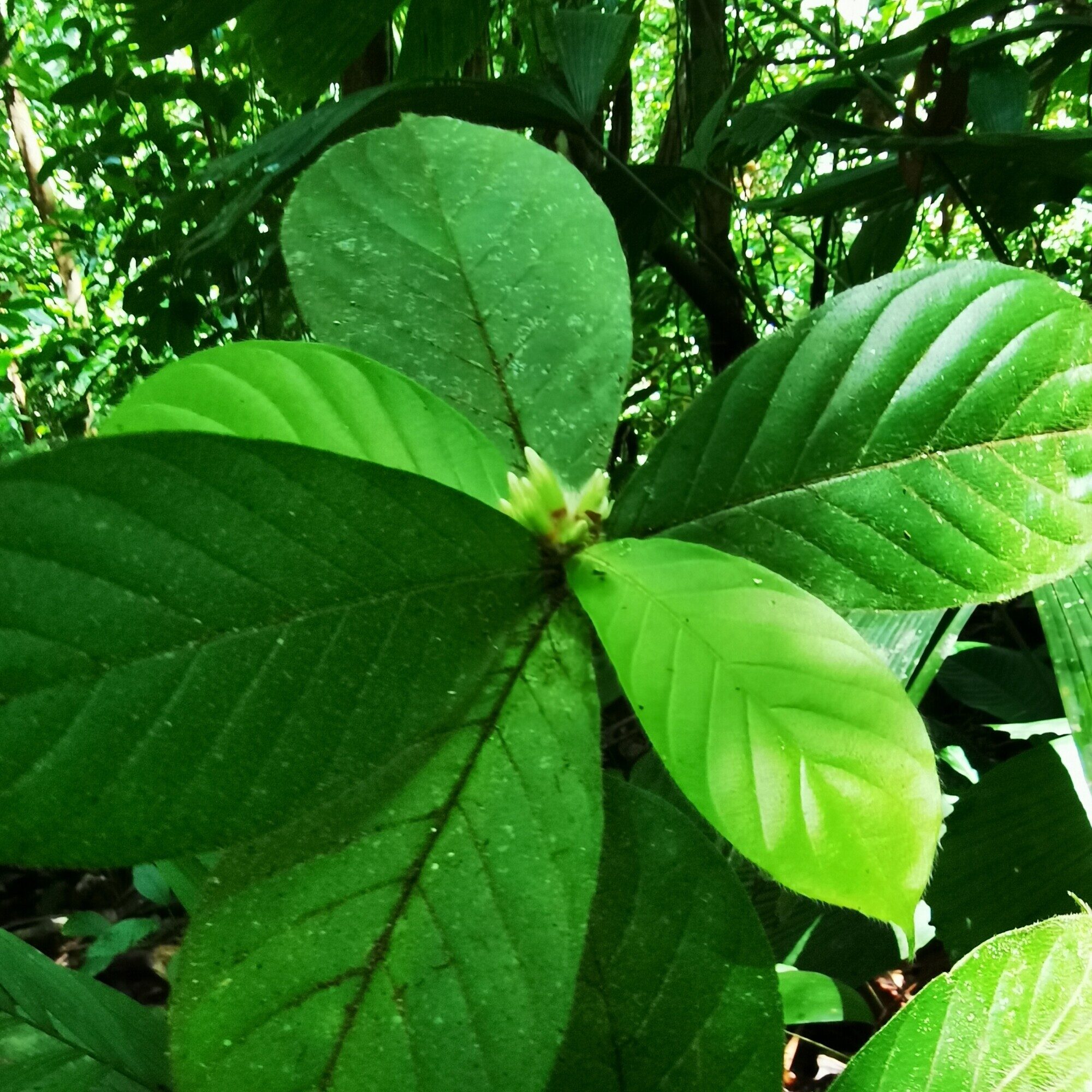 Duroia costaricensis leaves showing whorl arrangement