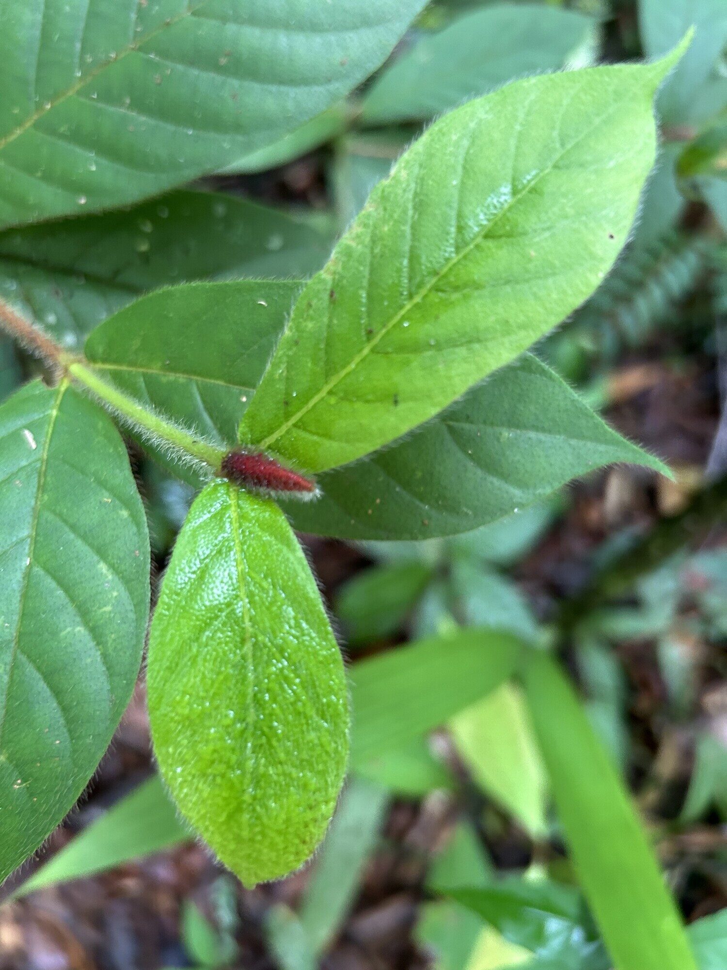 Duroia costaricensis developing fruit