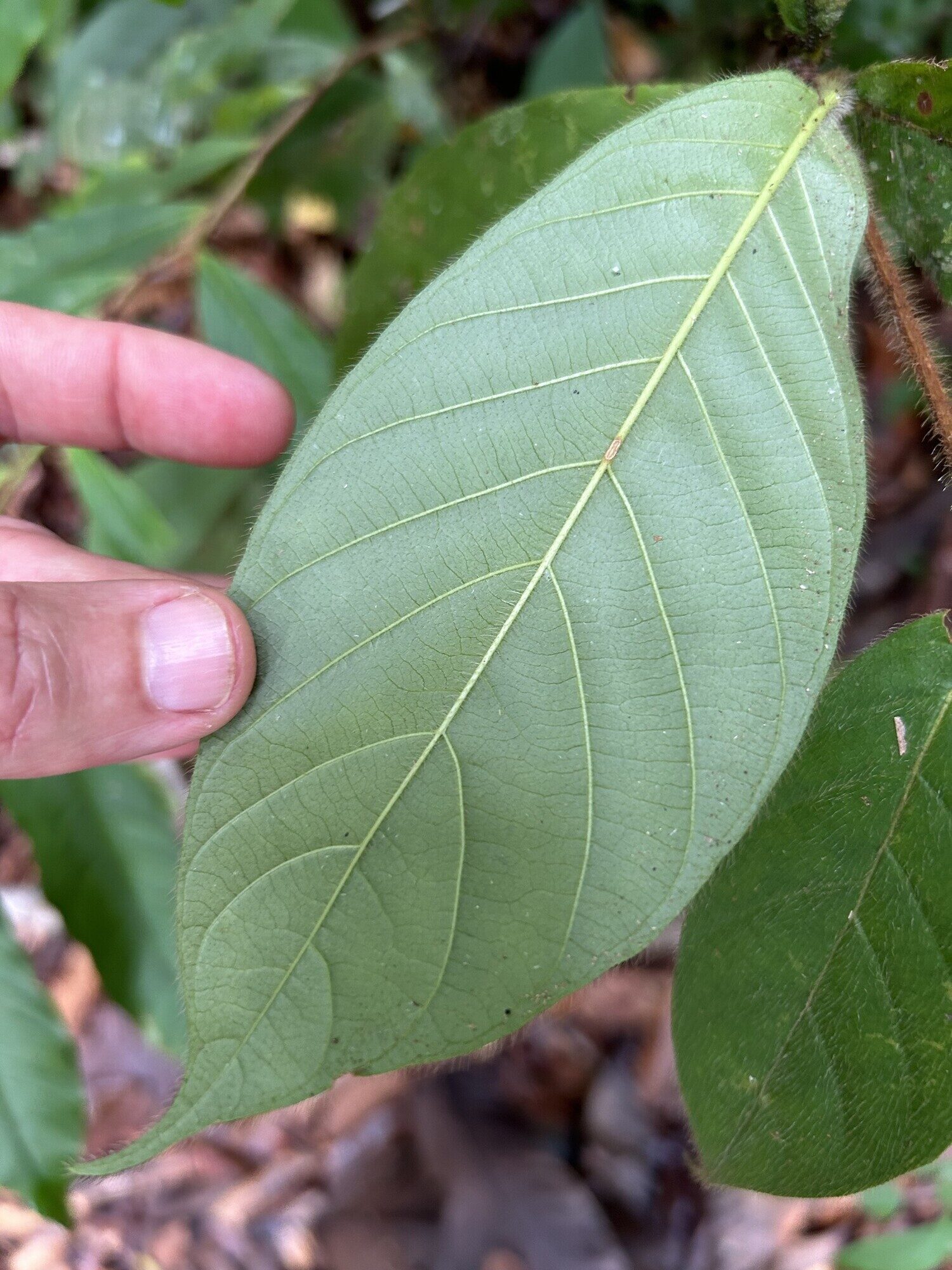 Duroia costaricensis leaf underside showing venation