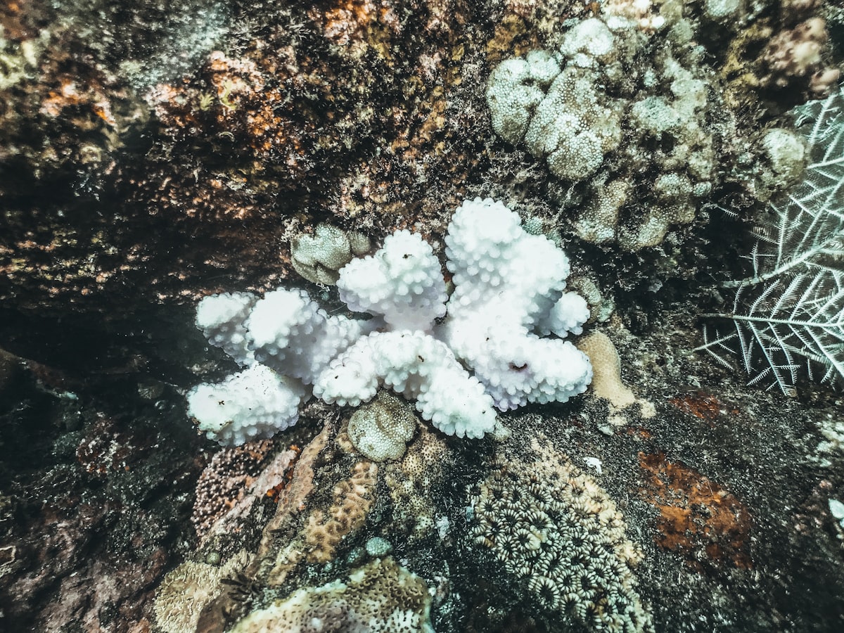 Bleached white coral on a reef, showing environmental stress