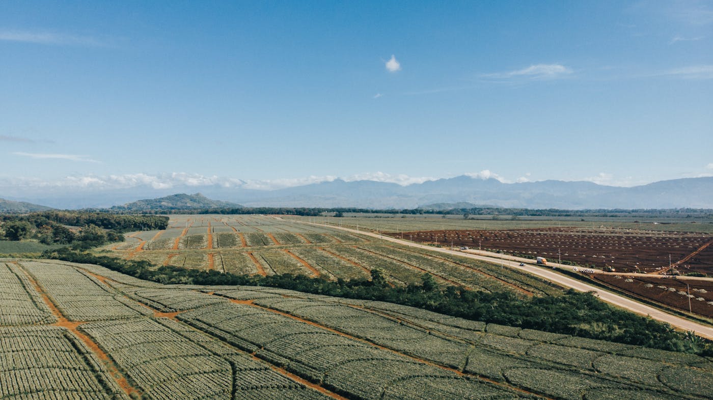Aerial view of pineapple plantation monoculture