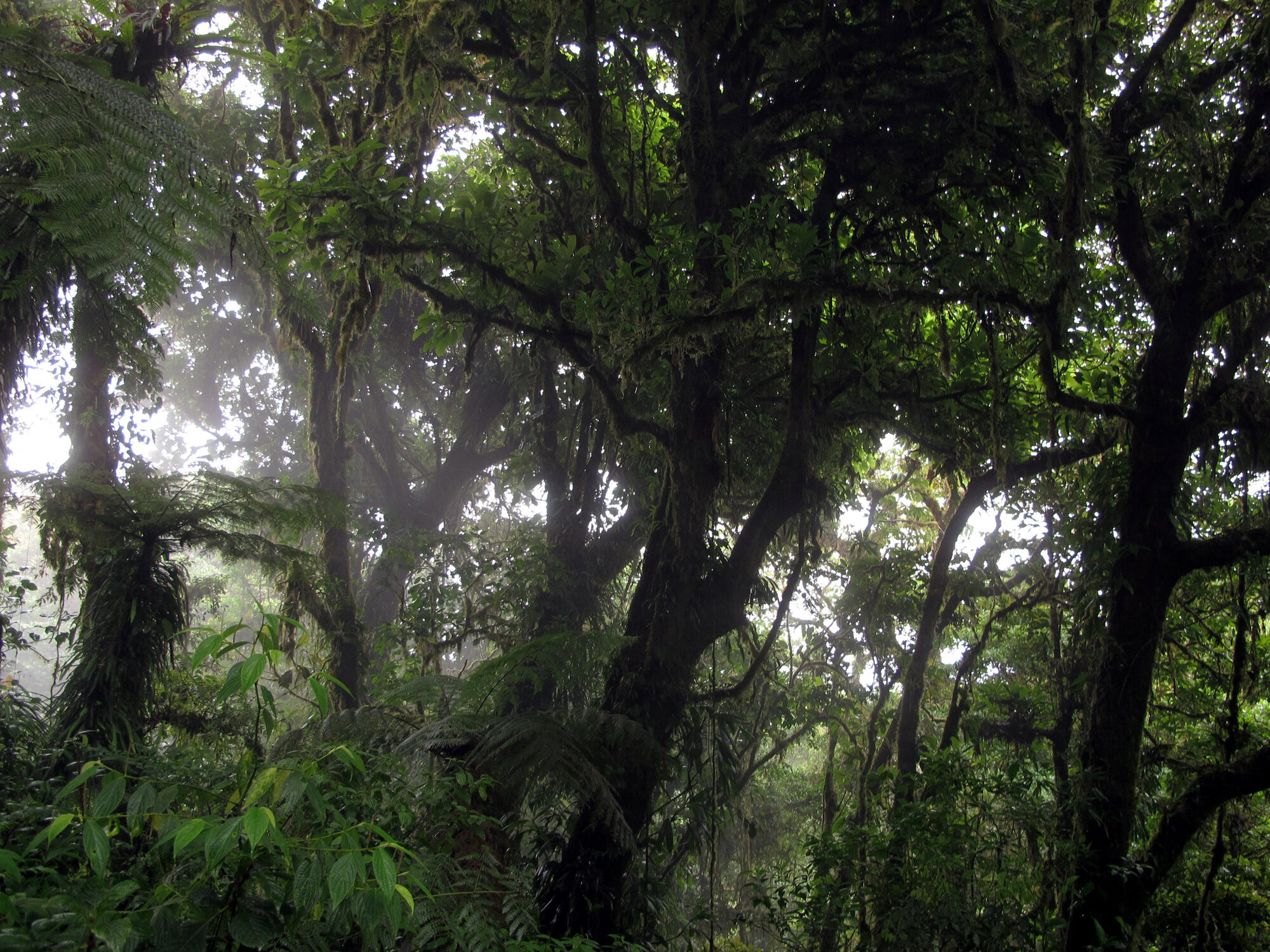 Monteverde Cloud Forest, Costa Rica