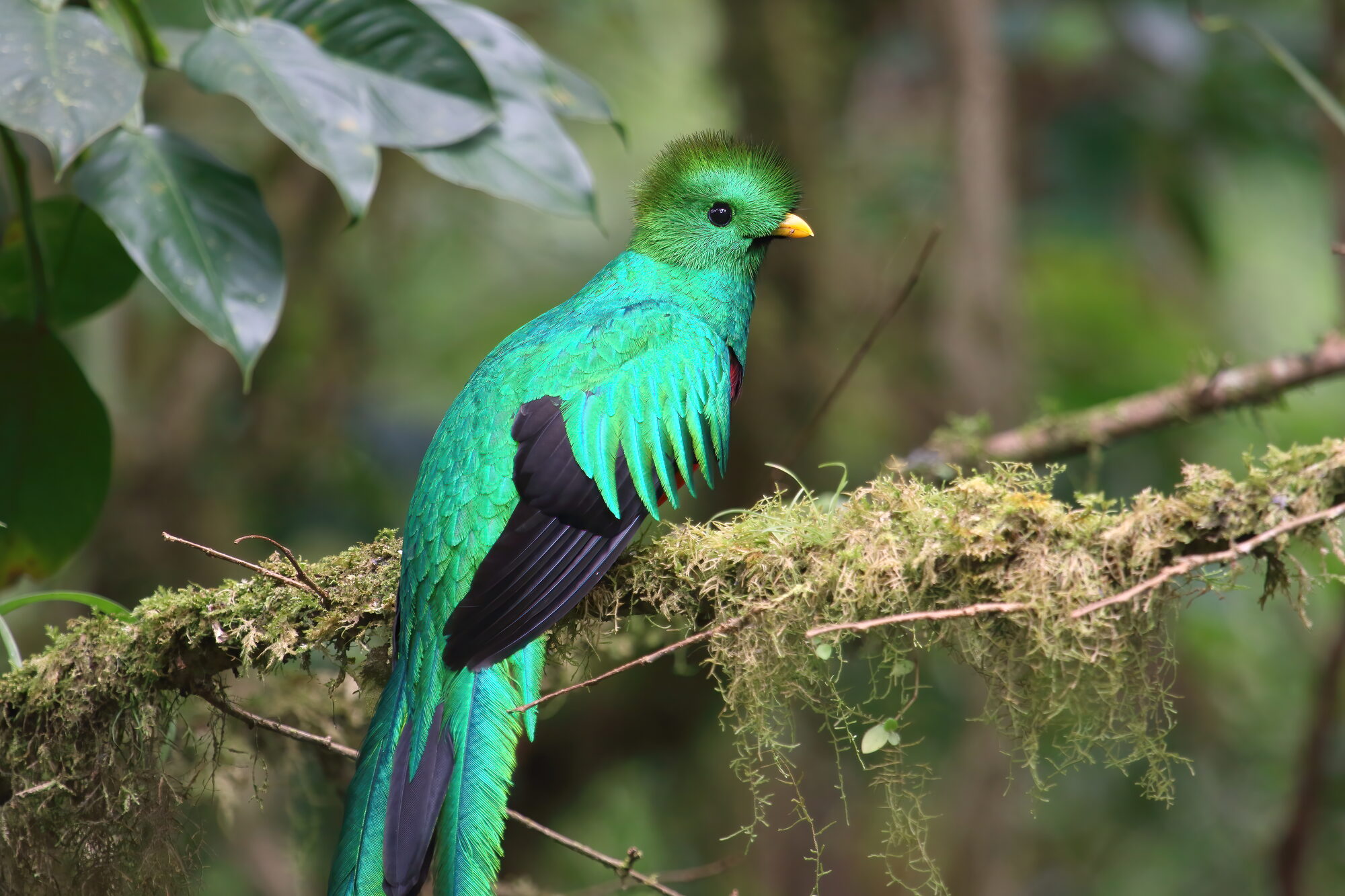 Resplendent Quetzal in Monteverde cloud forest, Costa Rica