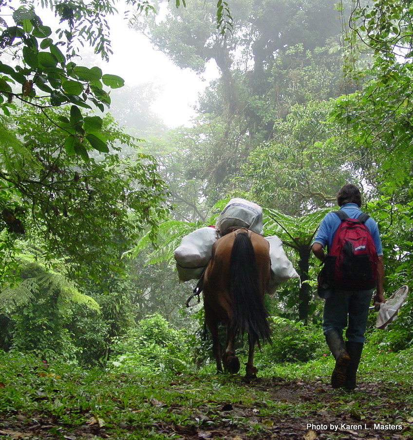 Eladio Cruz leading a pack horse through the misty cloud forest