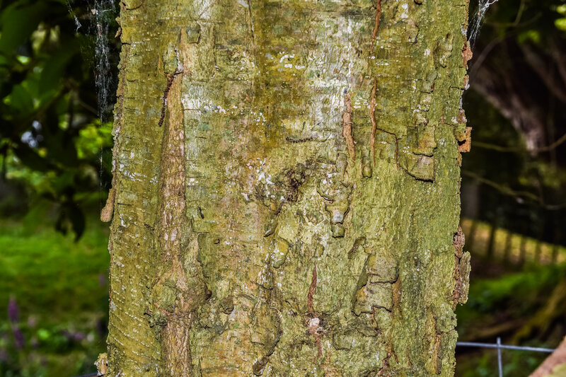 Bark of Quercus insignis showing fissured texture