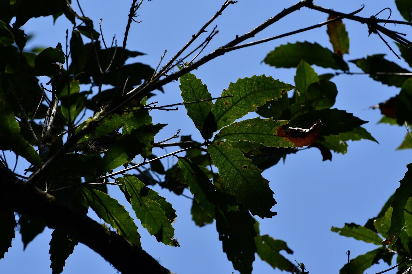 Lance-shaped leaves of Quercus lancifolia showing toothed margins