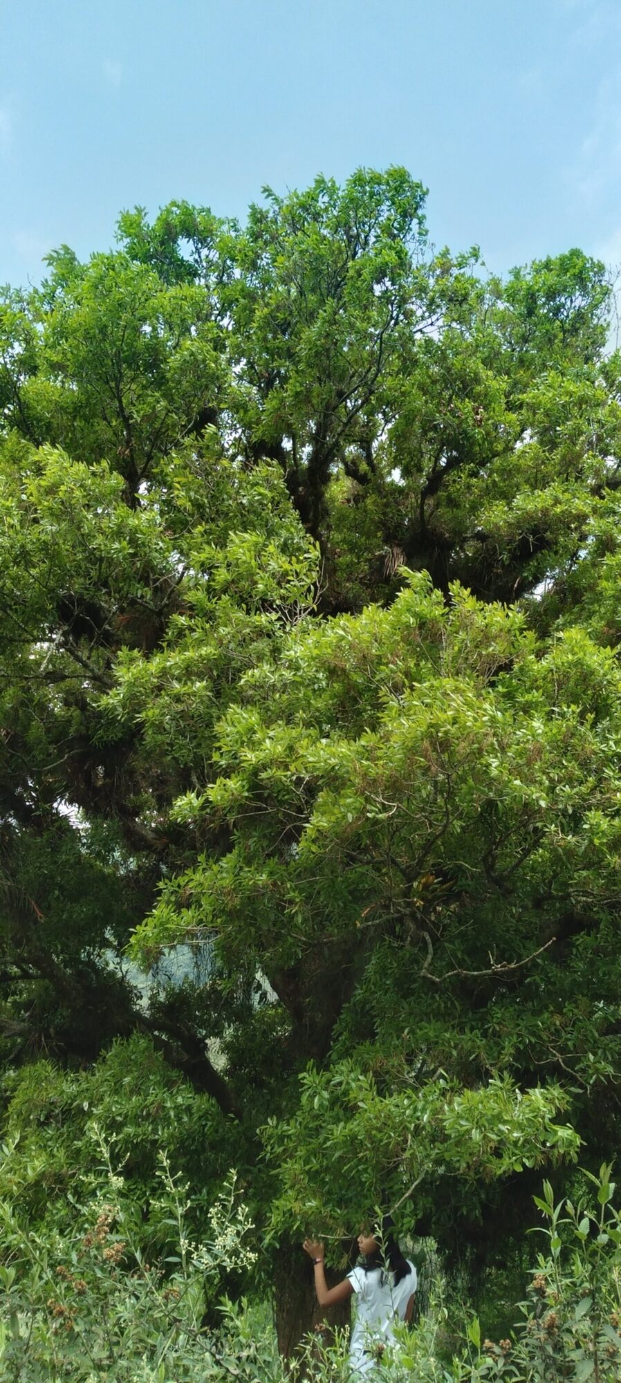 Large Quercus lancifolia tree in Veracruz, Mexico, with person for scale