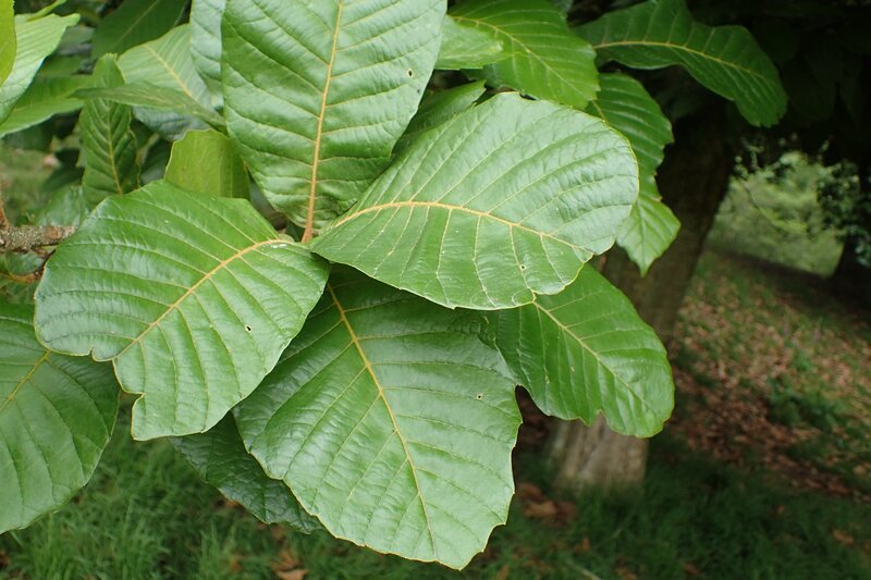Large elliptic leaves of Quercus insignis showing prominent venation