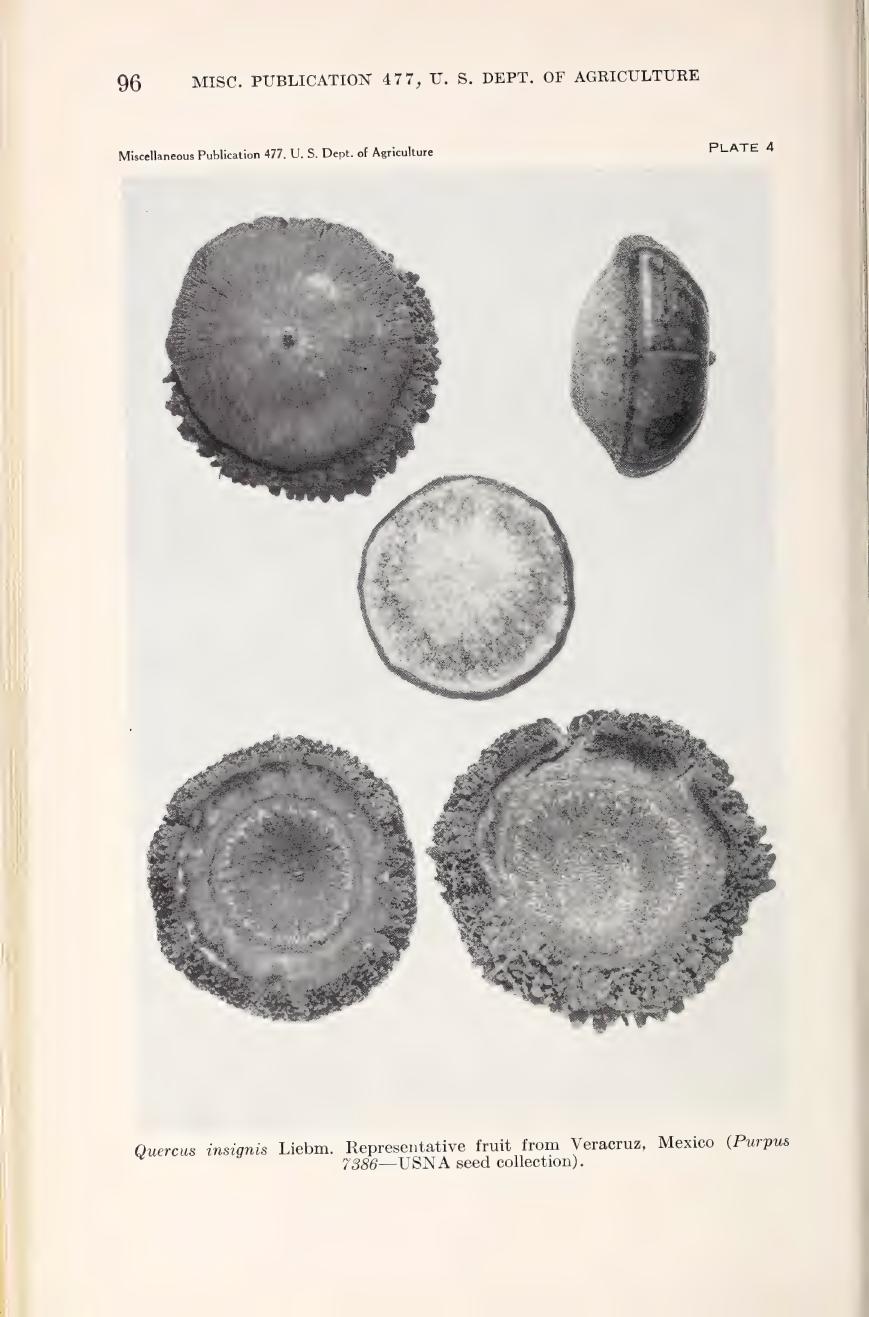 Botanical illustration of Quercus insignis from Muller (1942)