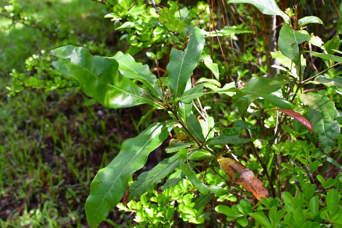 Foliage of Quercus sapotifolia showing thick, leathery leaves