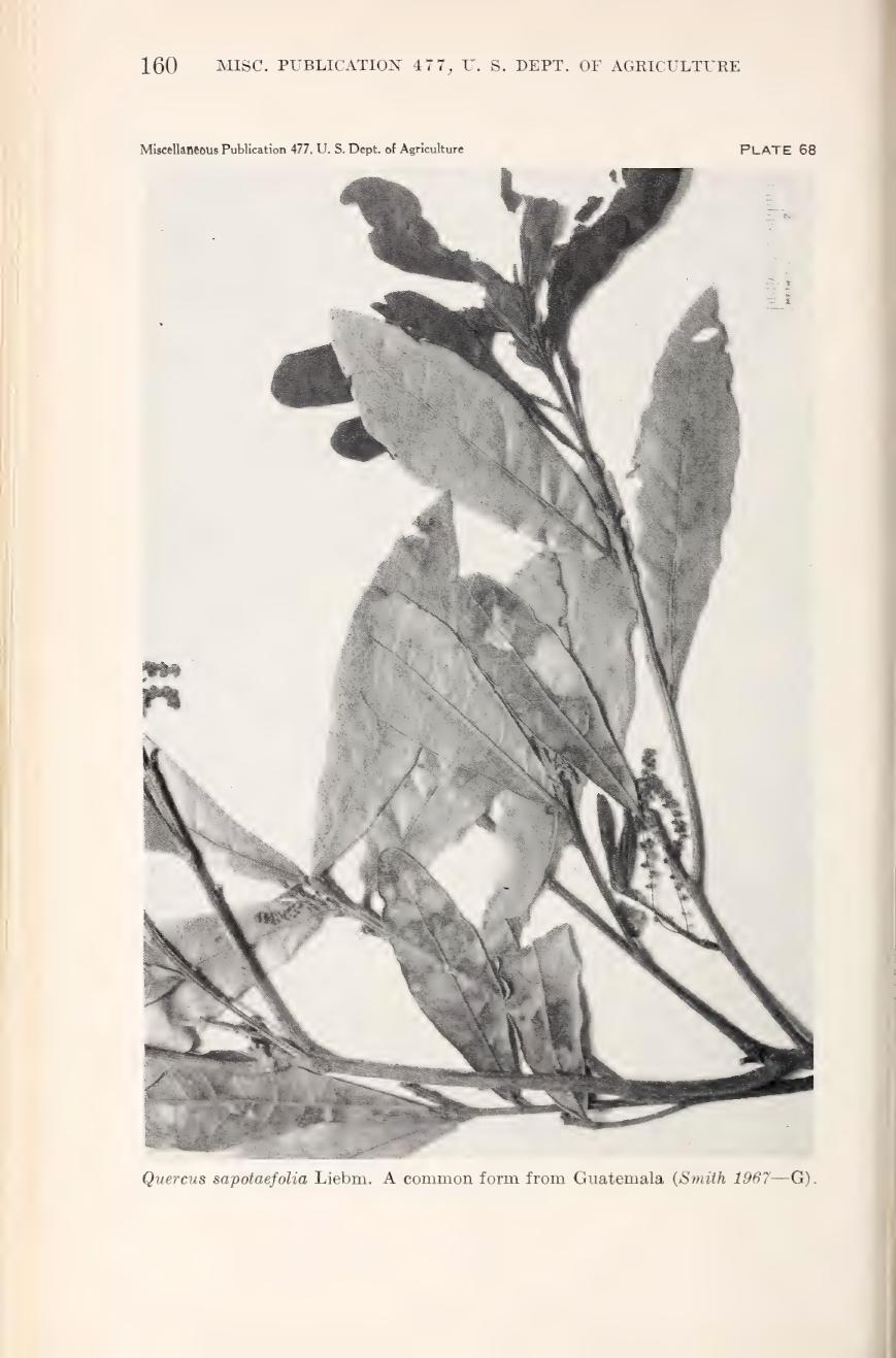 Botanical illustration of Quercus sapotifolia from Muller (1942)