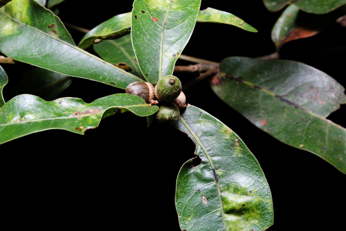 Quercus sapotifolia leaves and acorns showing characteristic thick, leathery foliage
