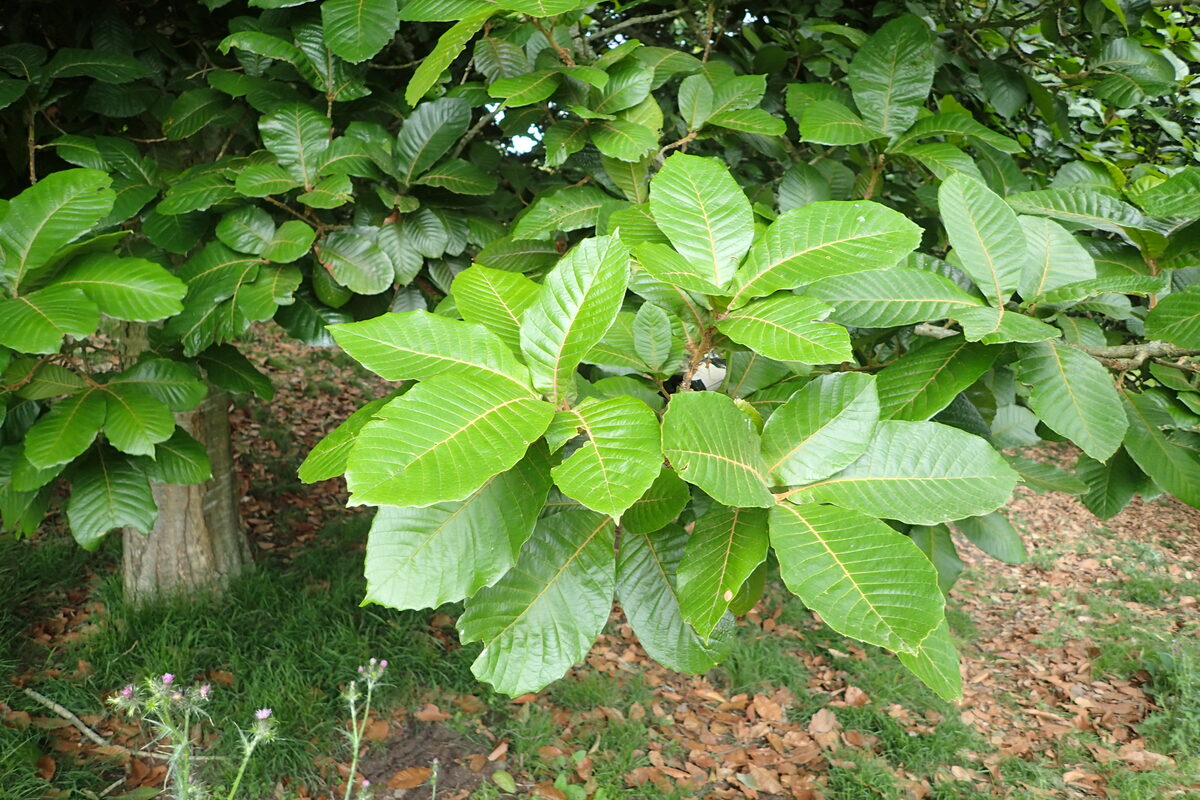 Quercus insignis (Encino) showing trunk and characteristic large leaves