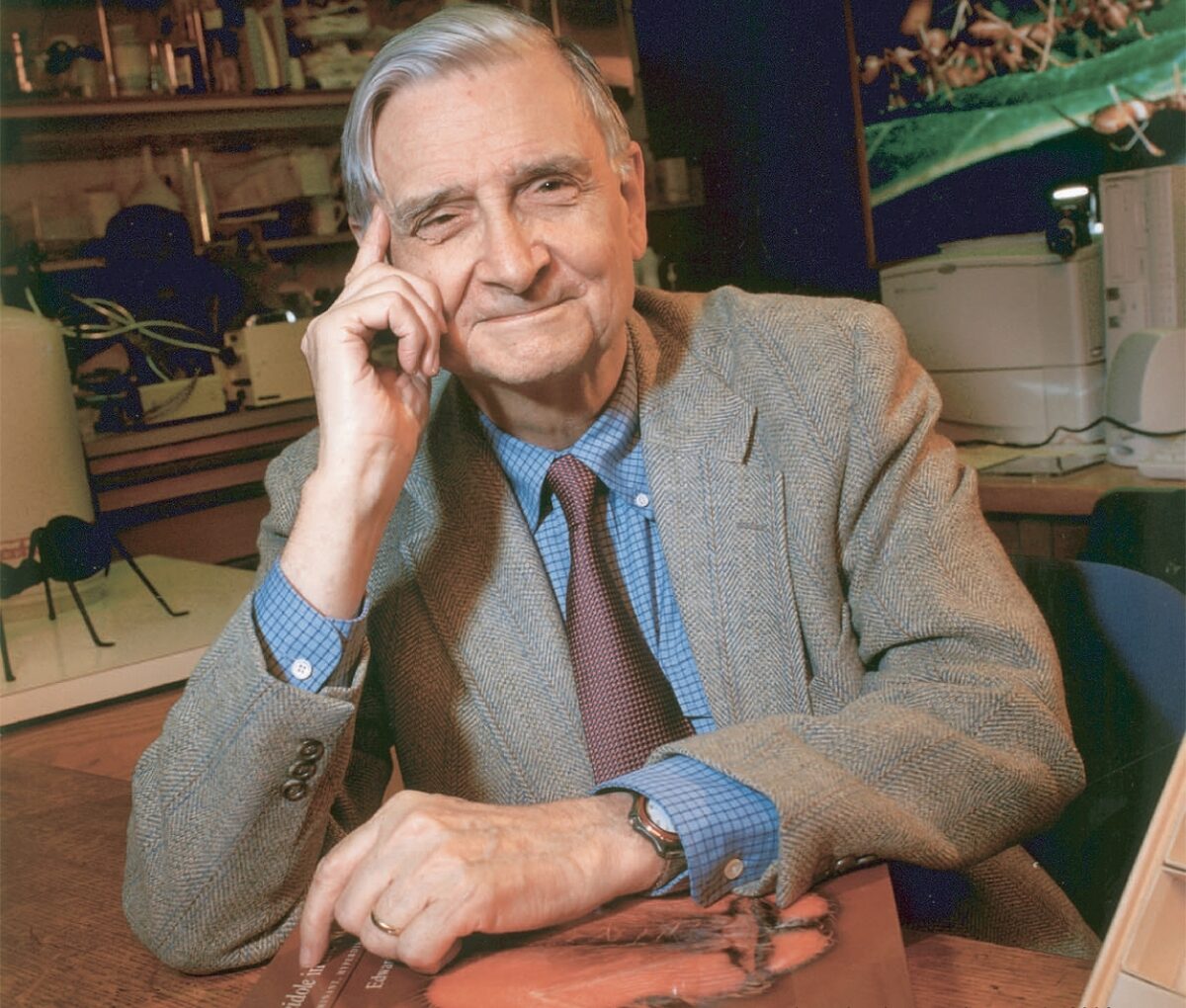 E.O. Wilson in his Harvard lab in 2003, surrounded by ant illustrations and specimens