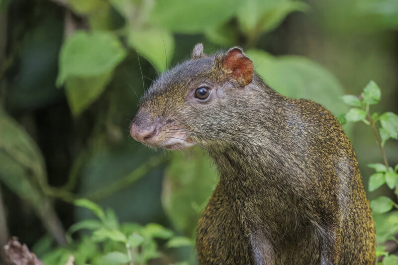 Central American agouti