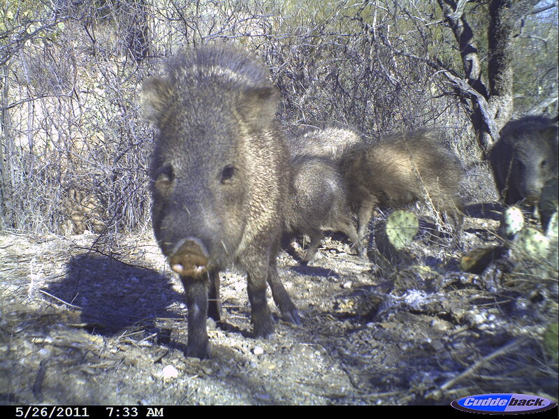 Collared peccary