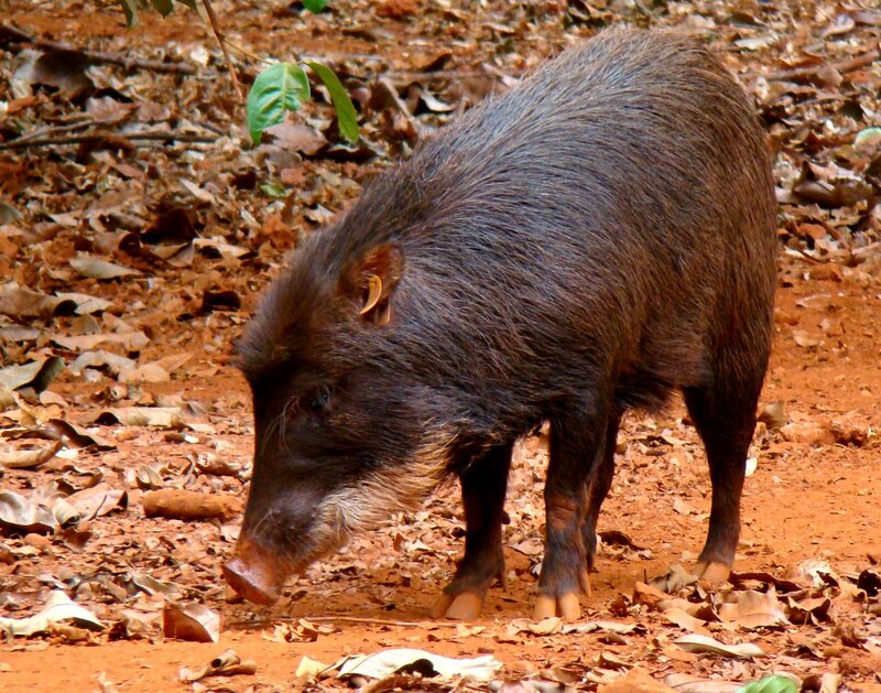 White-lipped peccary
