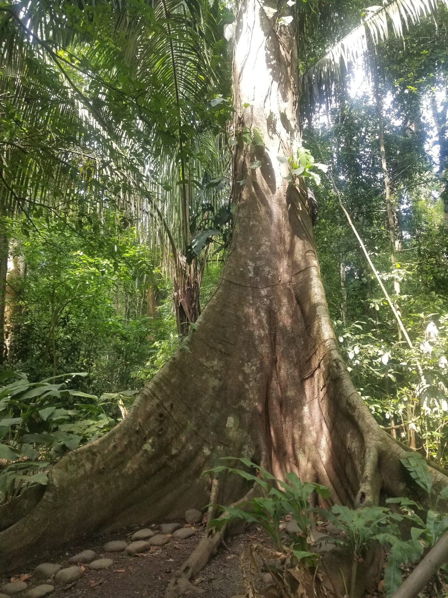 Base of an Anacardium excelsum trunk in forest showing basal swelling and bark