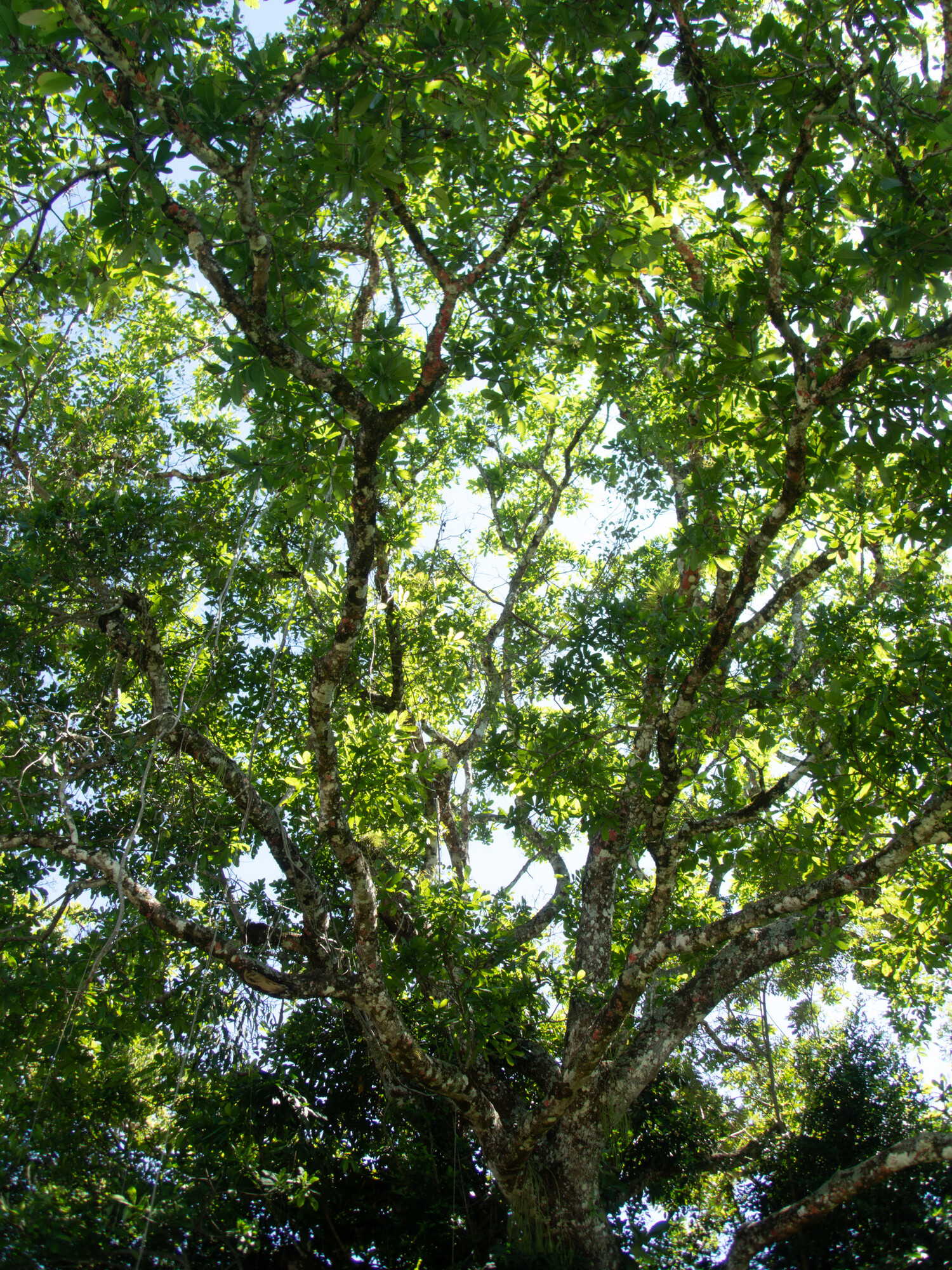 Spreading crown and branch structure of Anacardium excelsum seen from below