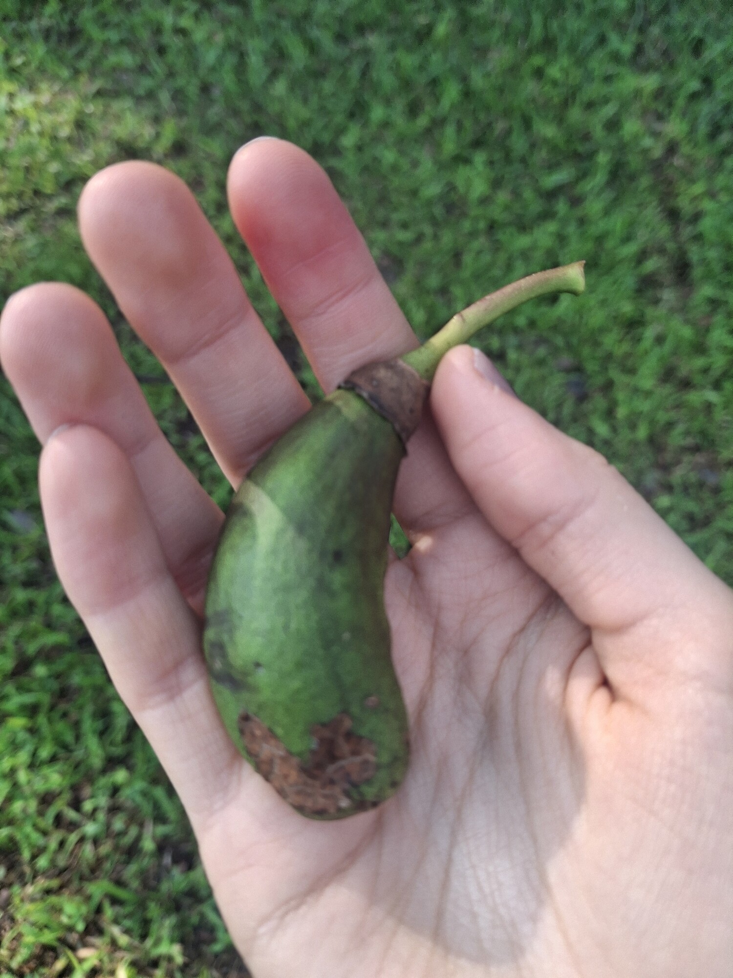 Espavel fruit held in a hand showing the kidney-shaped nut and swollen peduncle