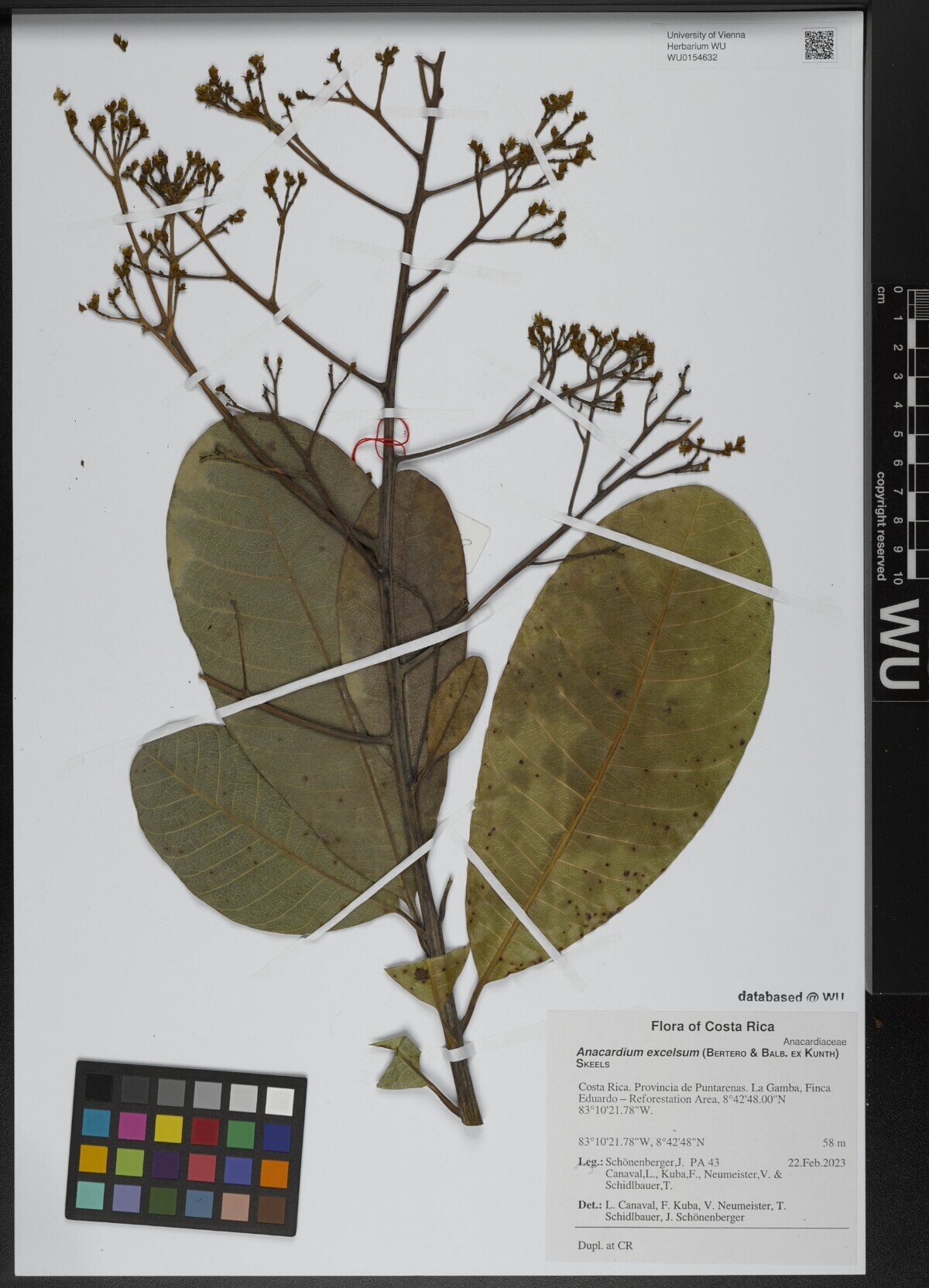 Herbarium sheet of Anacardium excelsum from Costa Rica showing flowering panicles