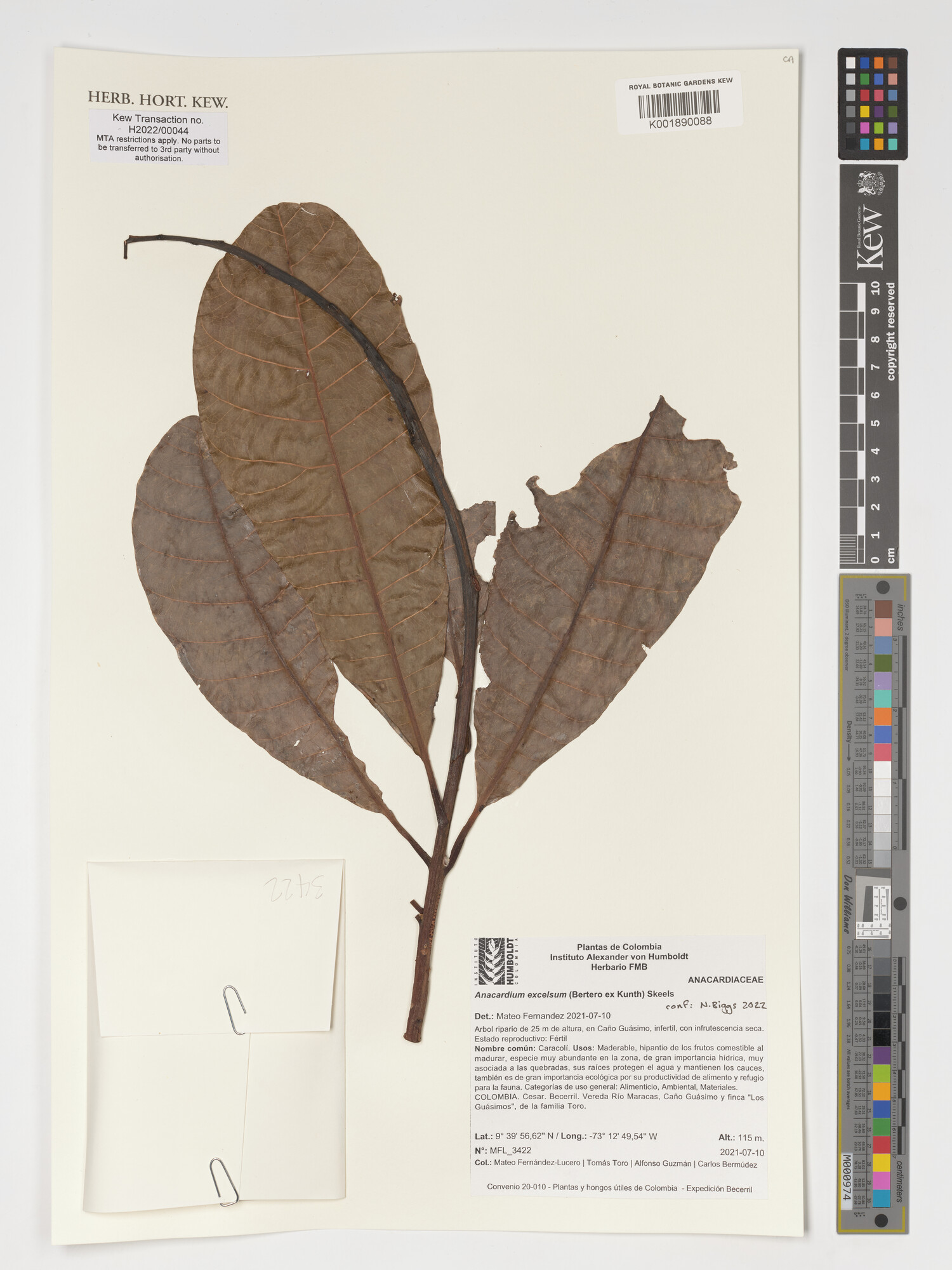 Kew herbarium sheet of Anacardium excelsum showing leaves clustered at a branch tip