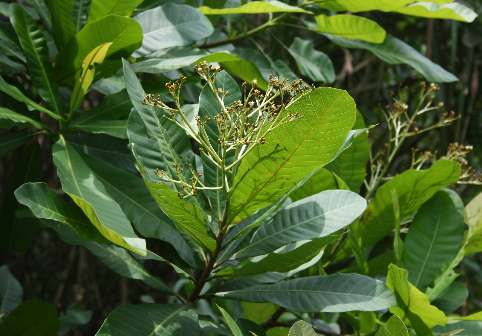 Anacardium excelsum leaves and flower buds