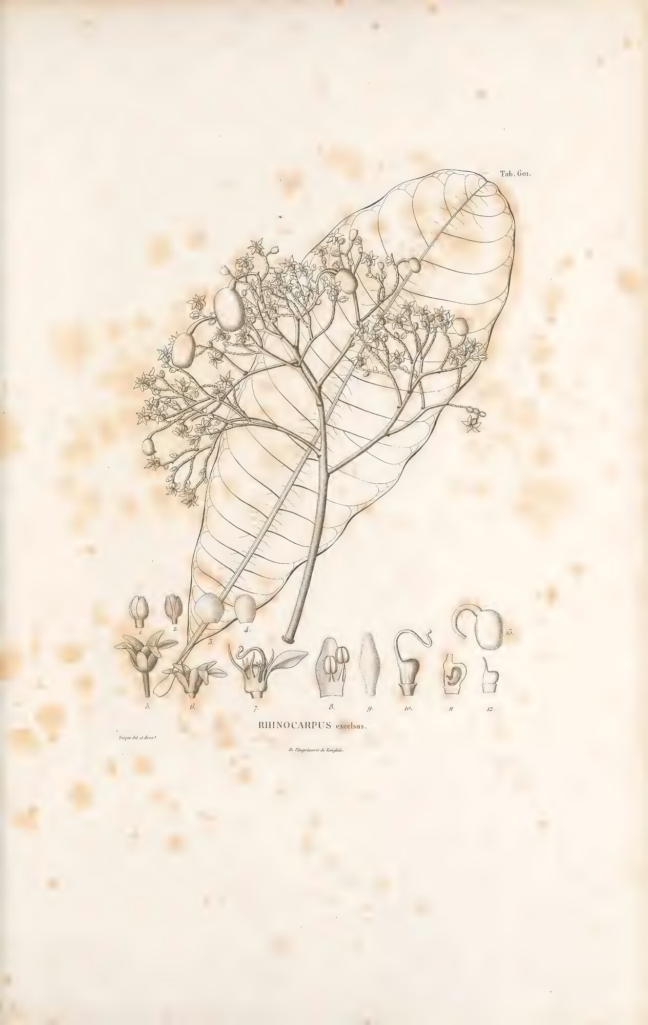 1824 botanical plate of Rhinocarpus excelsus from Nova Genera et Species Plantarum