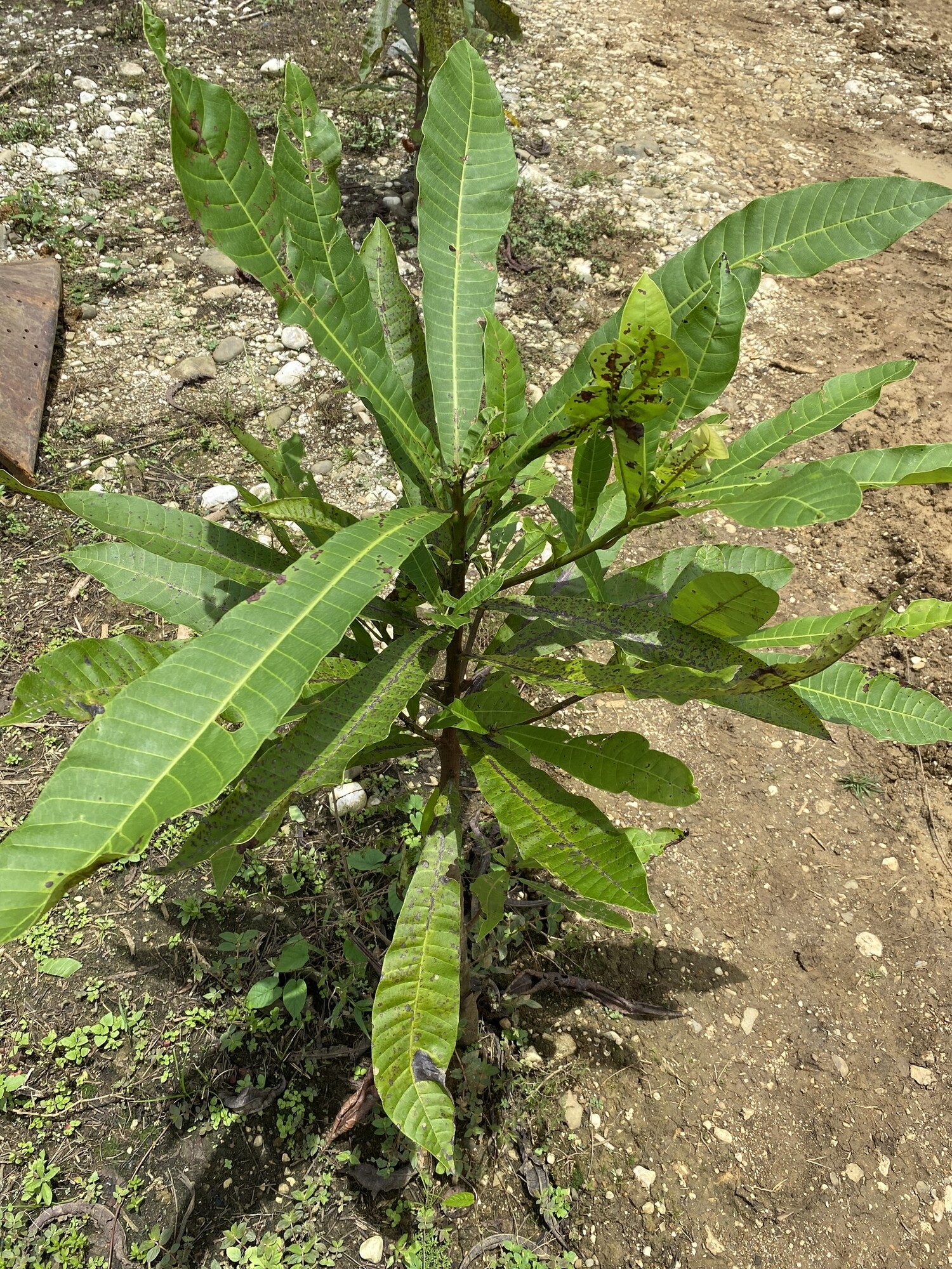 Young Anacardium excelsum plant showing leaves clustered at the stem tip
