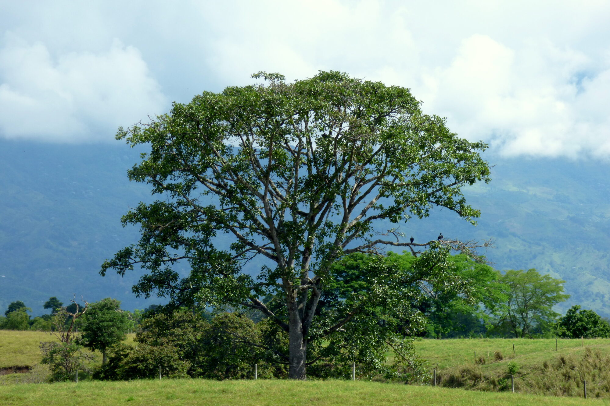 Anacardium excelsum tree standing alone in a pasture with mountains in the background