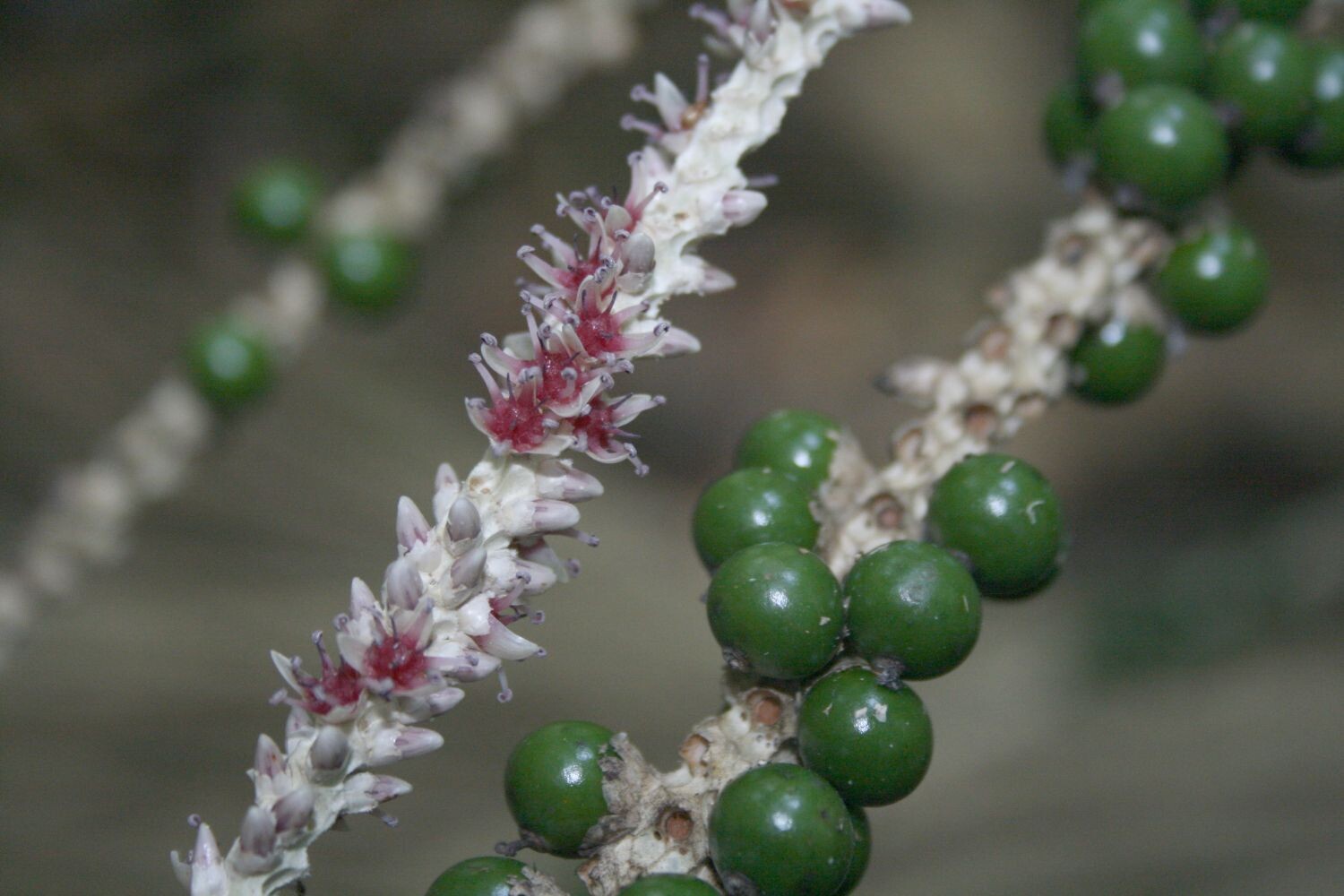 Euterpe precatoria showing flowers and immature green fruits on the same rachilla