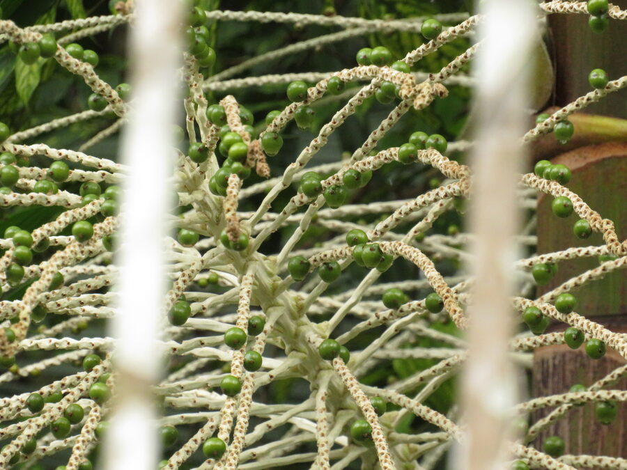 Close-up of immature green drupes of Euterpe precatoria on branched rachillae