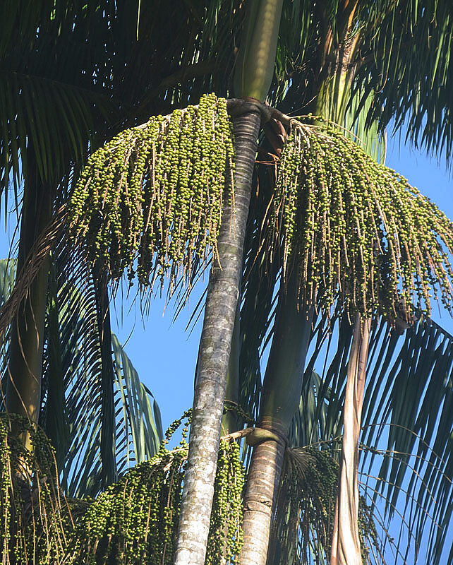 Euterpe precatoria palm bearing a heavy infructescence of green drupes cascading below the crownshaft