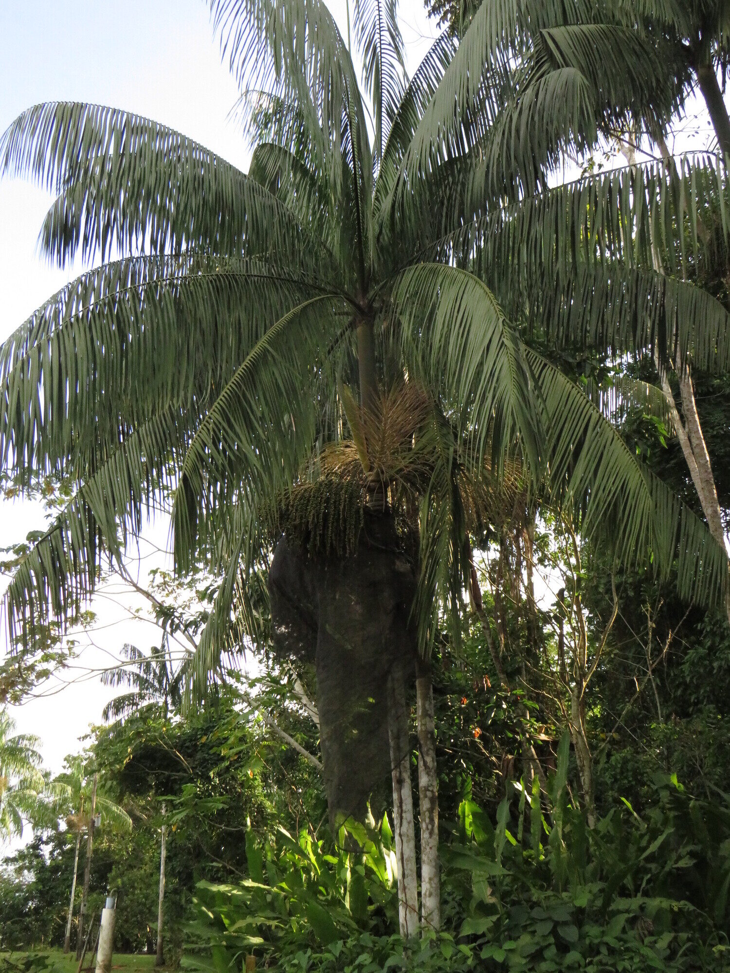 Full habit of Euterpe precatoria palm showing the crown of pendulous leaves