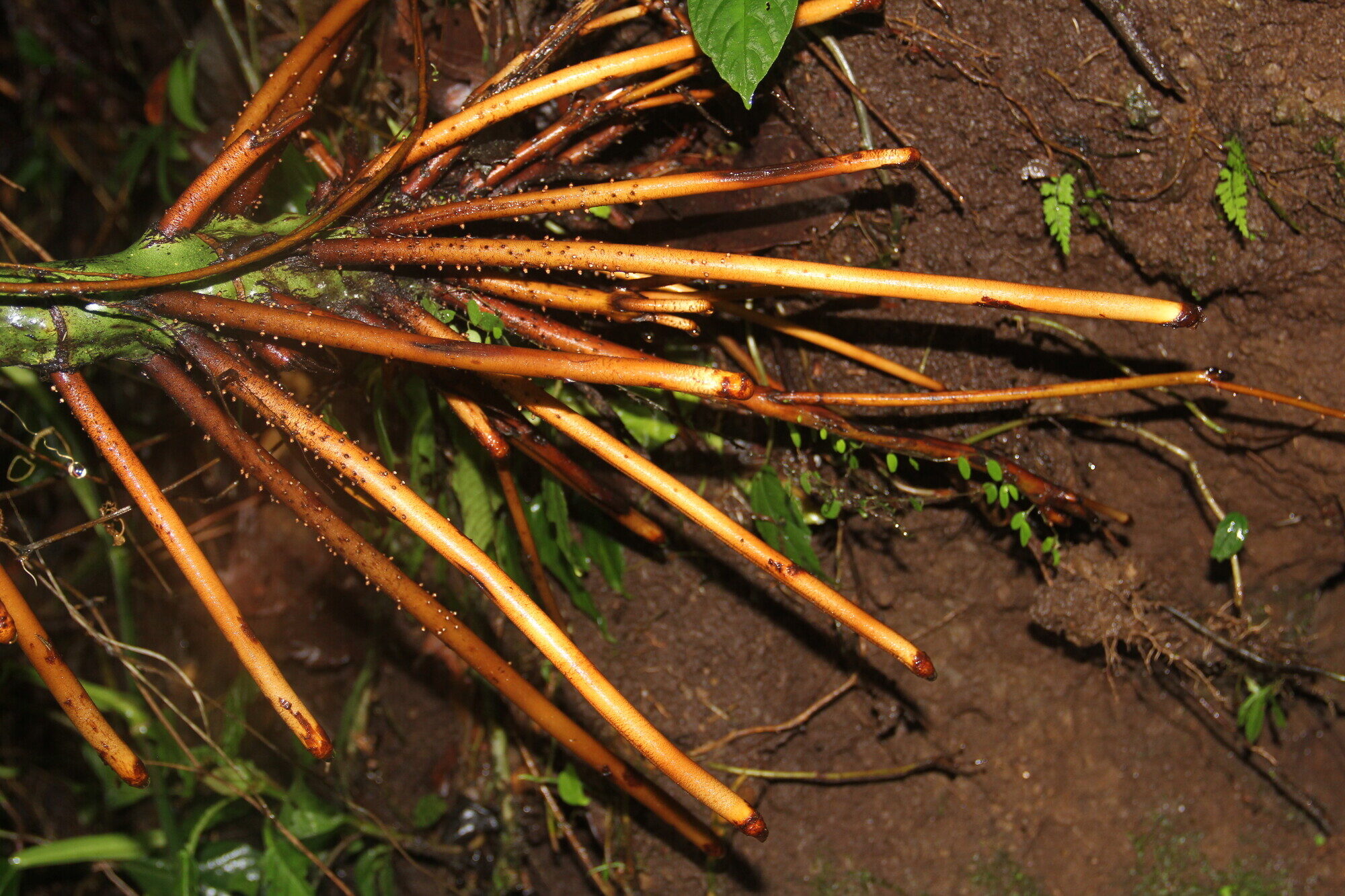 Orange stilt roots of Euterpe precatoria covered in water droplets