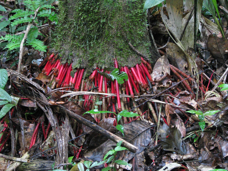 Bright red stilt roots emerging from the base of Euterpe precatoria