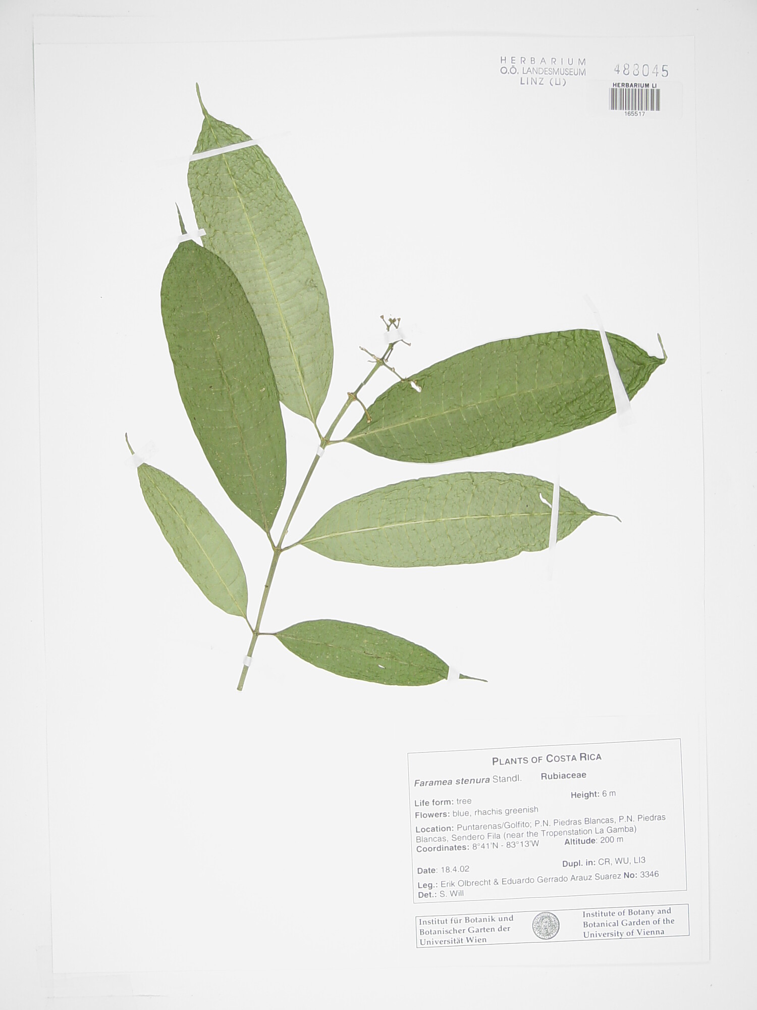 Herbarium specimen of Faramea glandulosa showing leaf arrangement and venation