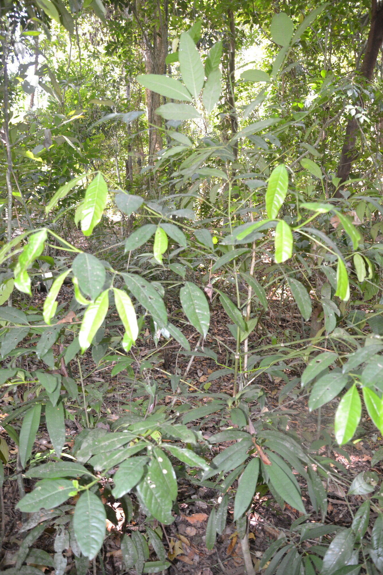 Faramea occidentalis understory tree habit