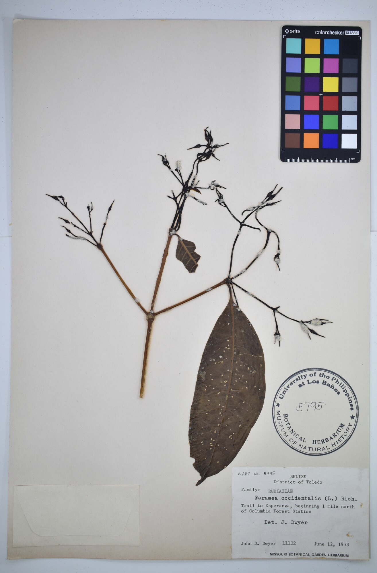 Herbarium specimen of Faramea occidentalis