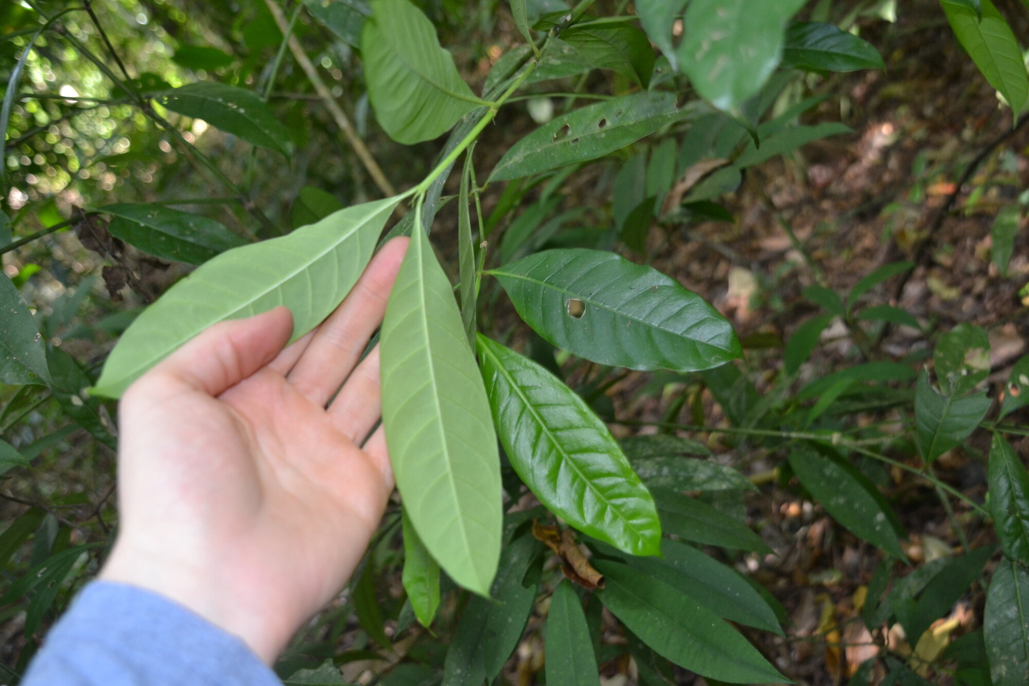 Opposite elliptic leaves of Faramea occidentalis