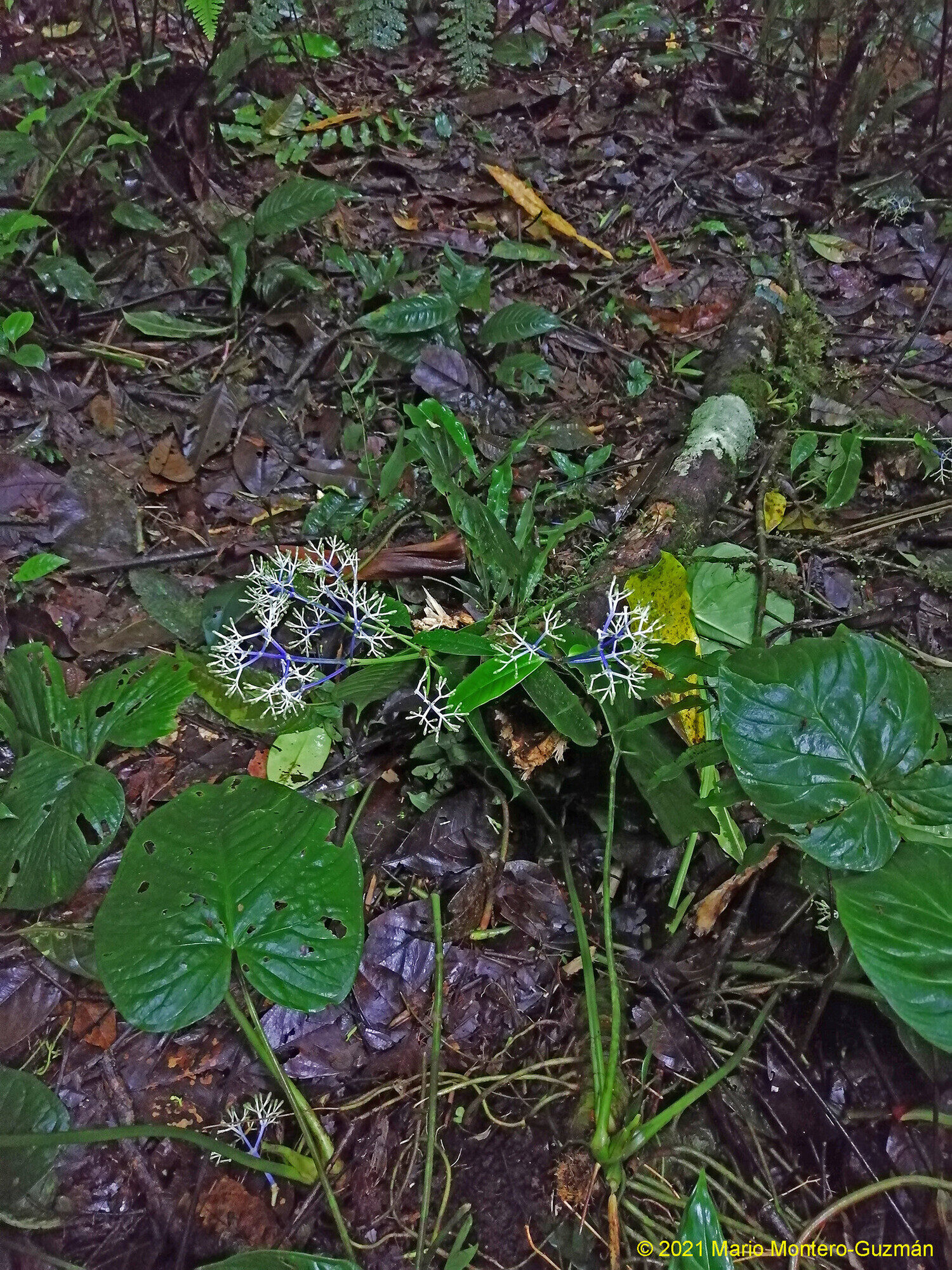 Faramea suerrensis in its understory habitat