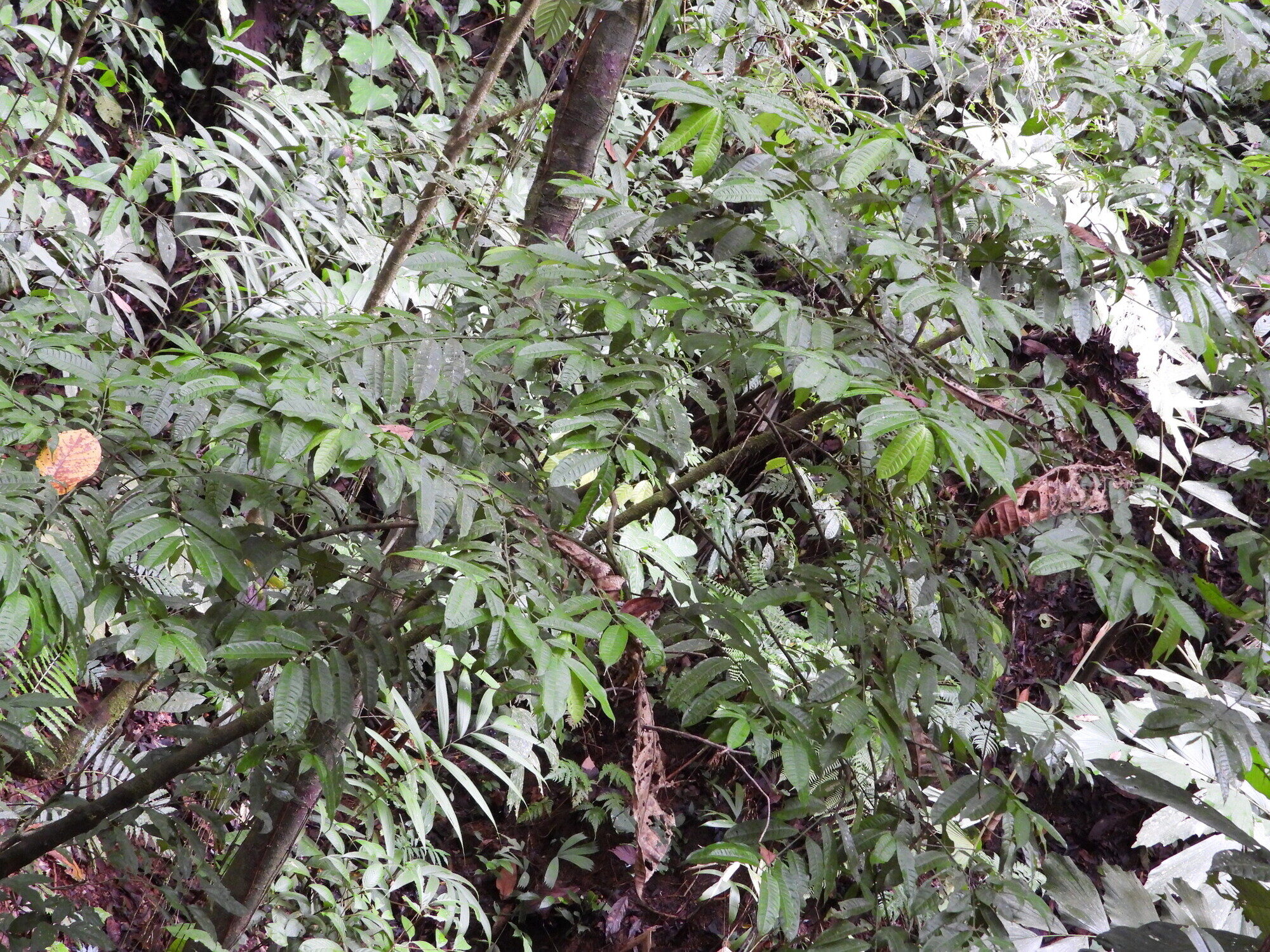 Faramea suerrensis shrub in forest understory