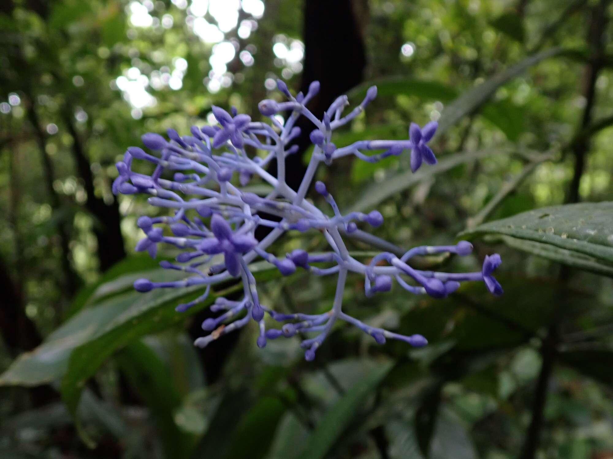 Faramea suerrensis inflorescence showing bright blue flowers