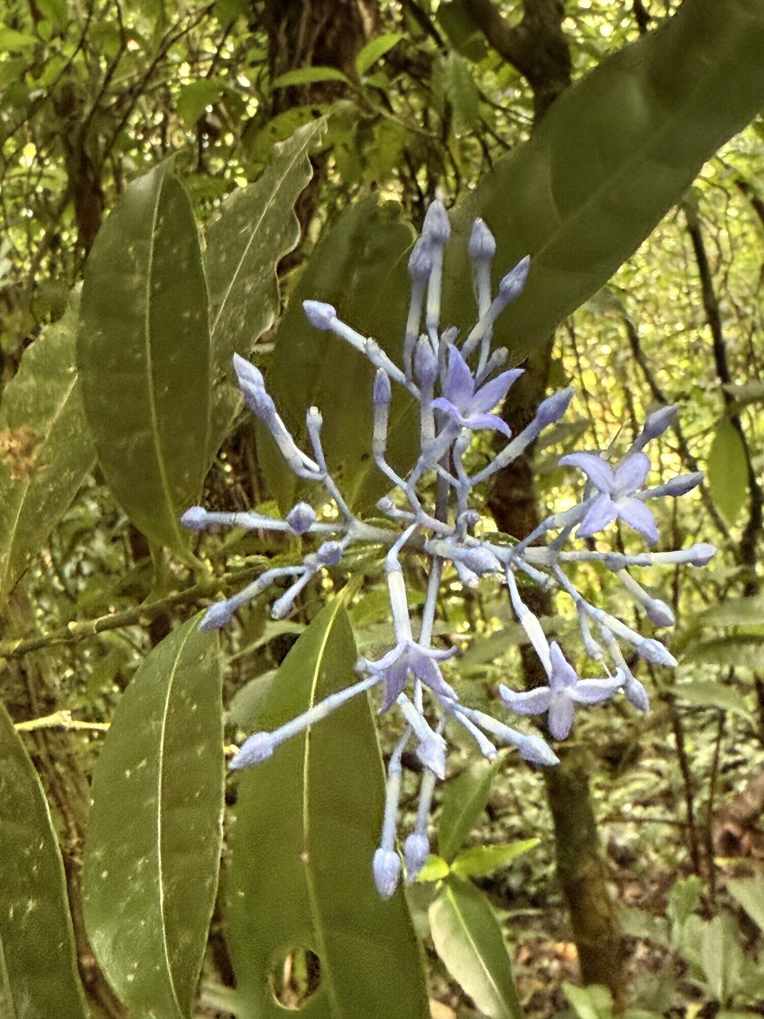 Close-up of Faramea suerrensis blue flowers