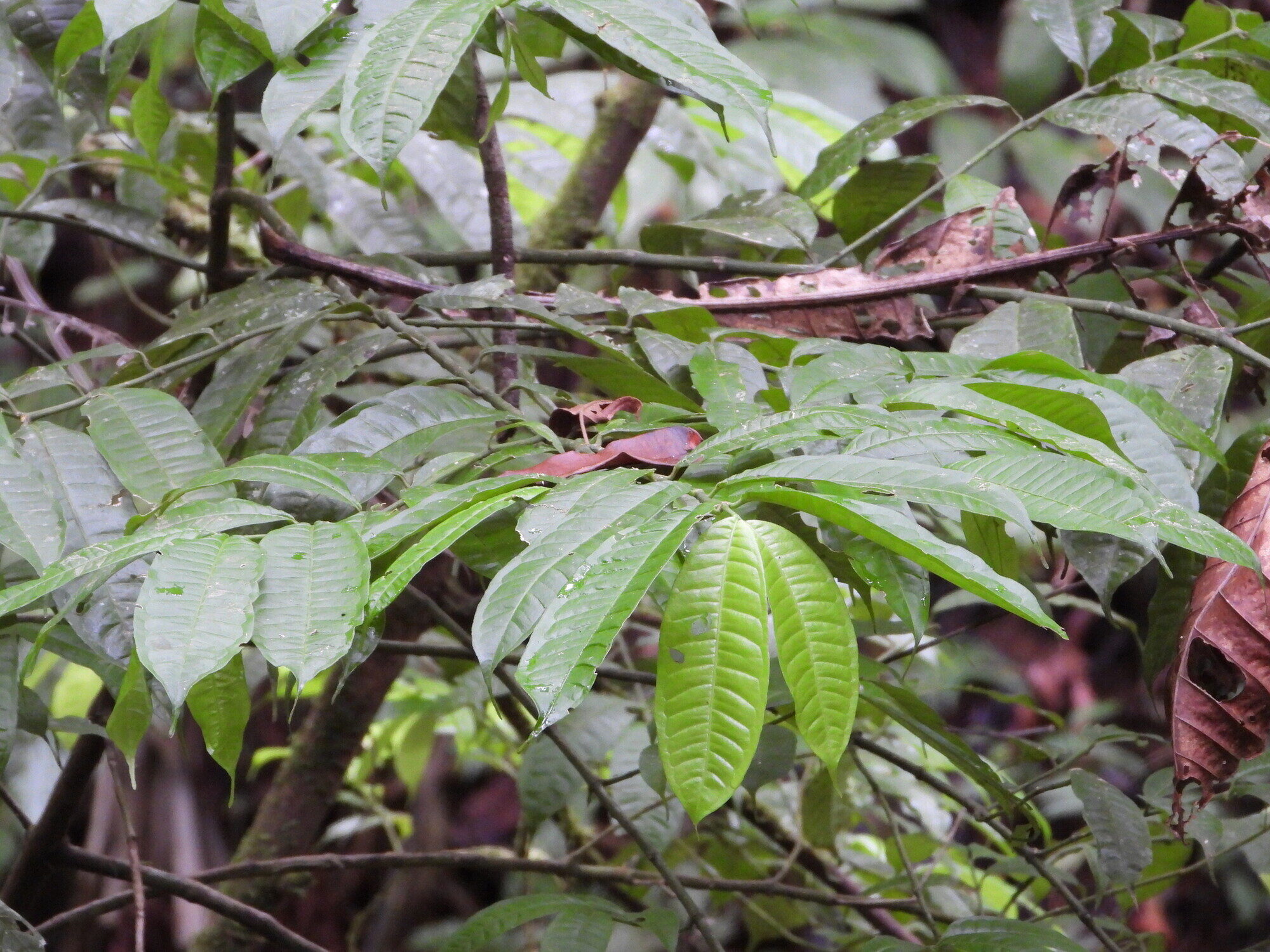 Faramea suerrensis leaves showing distinctive venation pattern