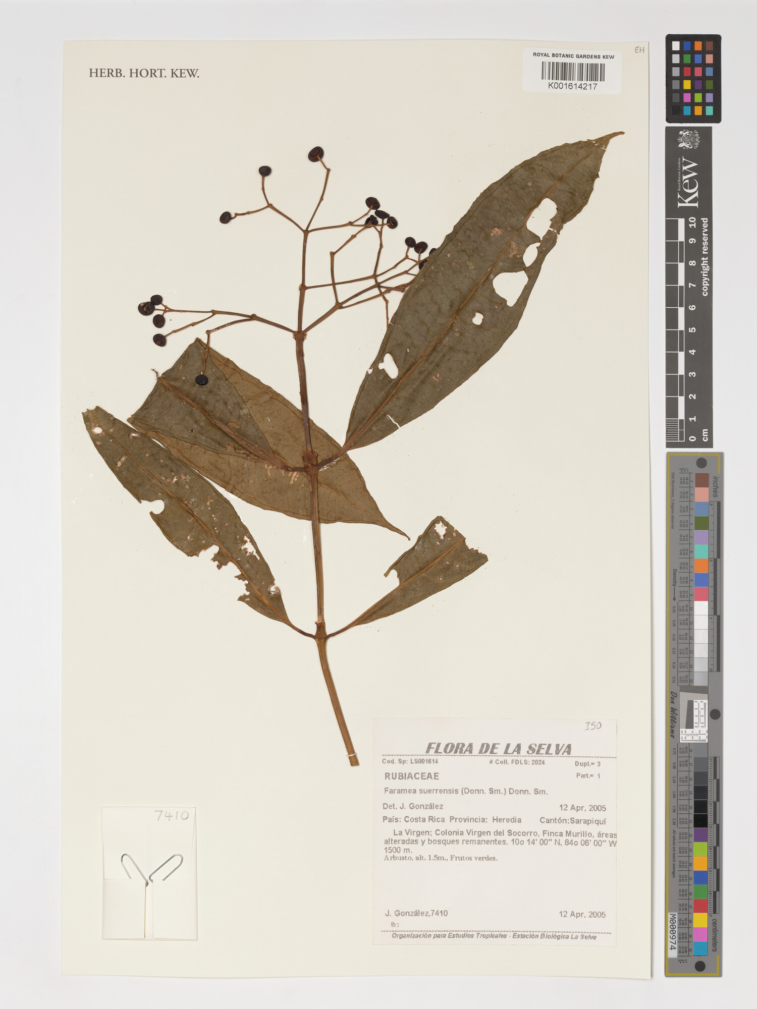 Herbarium specimen of Faramea suerrensis showing fruits