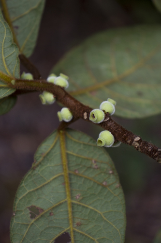 Ficus bullenei close-up showing brown pubescent stem with small figs
